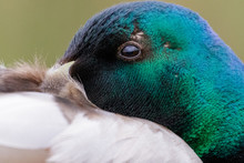 Close-up Portrait Of Male Mallard Duck (Anas Platyrhynchos) In Breeding Plumage