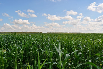 big green farm agricultural field with blue sky in the background and the distant dense forest 