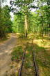 Droga i tory kolejowe w lesie