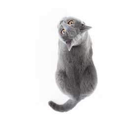 Wall Mural - British Shorthair cat isolated on white. Lying