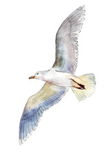 Watercolor Seagull Isolated On White Background, Hand Drawn Illustration.