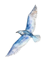Watercolor Seagull Isolated On White Background, Hand Drawn Illustration.