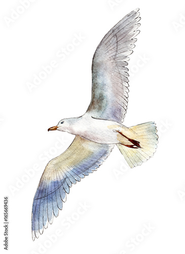 Obraz w ramie Watercolor seagull isolated on white background, hand drawn illustration.