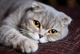 Fototapeta Koty - My Scottish Fold cat