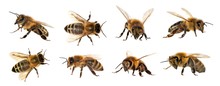 Group Of Bee Or Honeybee On White Background, Honey Bees