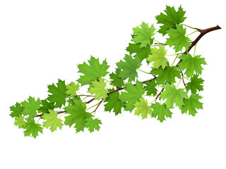 maple branch with green leaves. super realistic vector illustration, isolated on white background. p