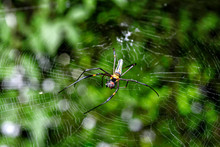 Nephila Pilipes (Northern Golden Orb Weaver Or Giant Golden Orb Weaver) Spider Catching Fly On Spider Web In The Garden