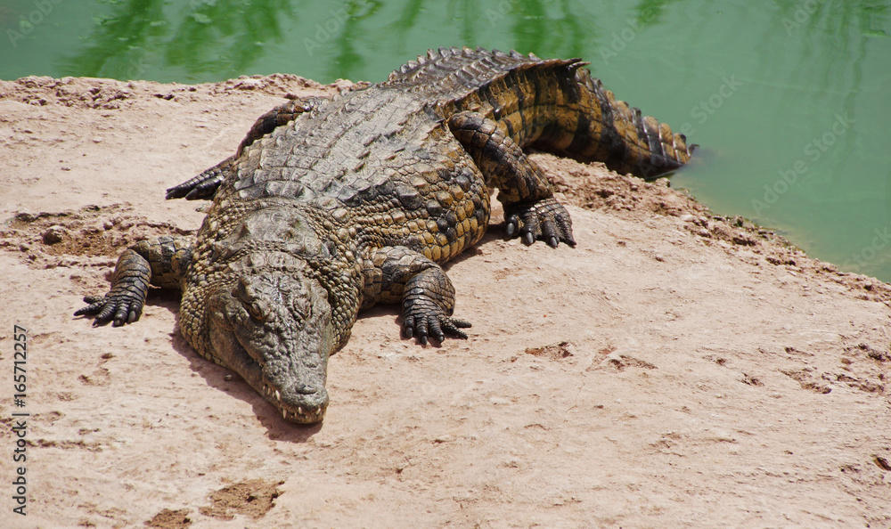A nile crocodile on a shore of a lake - obrazy, fototapety, plakaty 