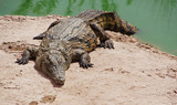 Fototapeta  - A nile crocodile on a shore of a lake