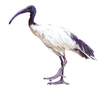Watercolor Single Ibis Animal Isolated On A White Background Illustration.