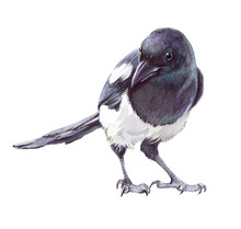 Watercolor Single Magpie Animal Isolated On A White Background Illustration.