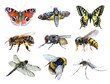 Watercolor set of insect animals wasp, moth, mosquito, Machaon, fly, dragonfly, bumblebee, bee, butterfly isolated on a white background illustration