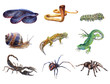 Watercolor set of animals tarantula, Spider, caterpillar, lizard,  gecko, Scorpio, snail, cobra snake isolated on white background.