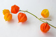 Orange flowers (branch of physalis) on a white background