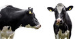  Cows on a white background