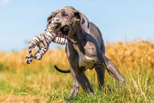 Great Dane Puppy Runs On A Country Path