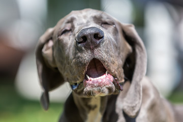 Wall Mural - head portrait of a great dane puppy