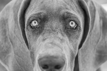 Sticker - black and white picture of a great dane puppy