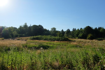 Trees and a meadow at Champoeg State Park in Oregon