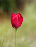 Fototapeta Tulipany - Fresh pink tulip on green blured background