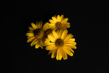 Fototapeta Kwiaty - Trzy żółte kwiaty na czarnym tle.