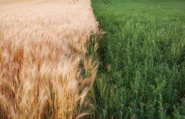 Yellow and green grain ready for harvest growing in a farm field