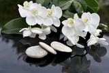 Fototapeta Kwiaty - Orchidées blanches