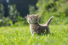 Little Kitten Looking Up In Green Grass