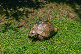 Fototapeta Sawanna - turtle on the grass