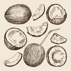 Wall Mural - hand drawing illustrations of different sides of coconut. vector pictures isolate