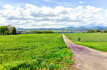 Wall Mural - Ile D'Orleans landscape with green flower field in summer and trail path road with single tree