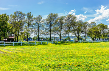 Wall Mural - Farm summer landscape with horse in field of bright yellow dandelion flowers and white fence