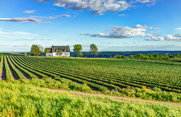 Wall Mural - Landscape view of farm in Ile D'Orleans, Quebec, Canada with house