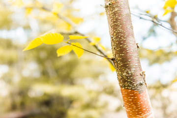 Wall Mural - Macro closeup of red river birch tree peeling bark showing detail and texture with golden yellow leaves in autumn