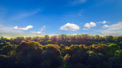 Wall Mural - forest top view by drone