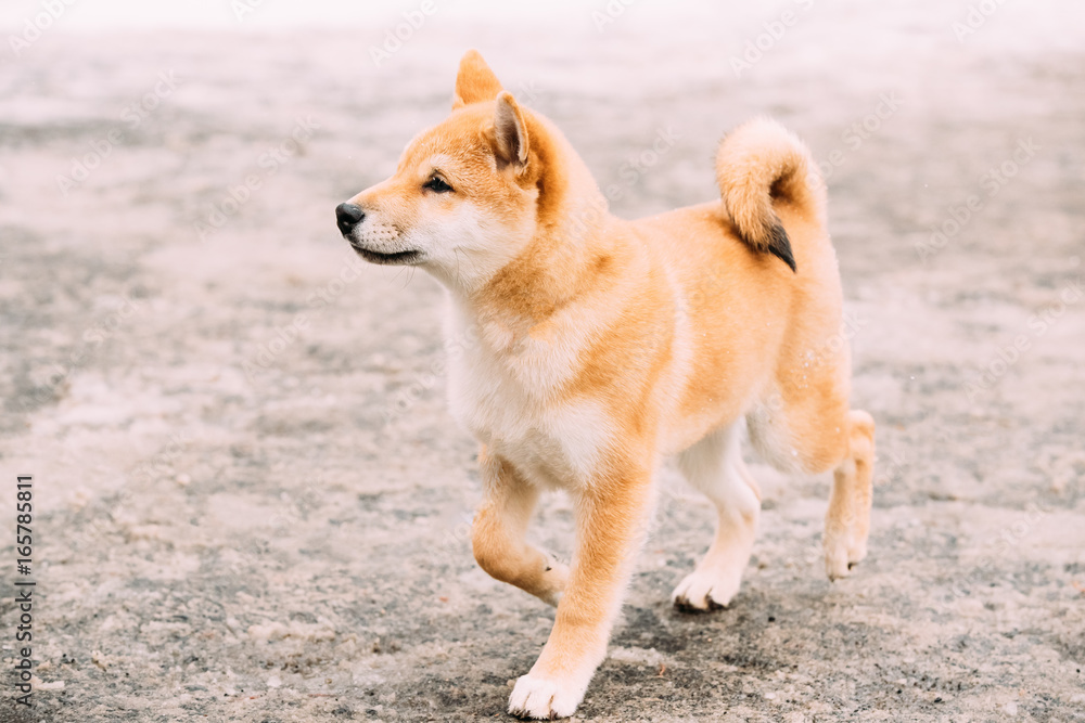 Foto Young Japanese Small Size Shiba Inu Dog Play Outdoor At