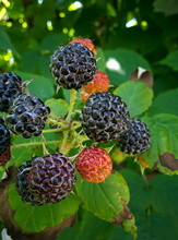 Ripe Blackberries