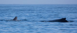 Fototapeta Morze - Saison baleine de l'île de la Réunion 2017 - Baleine et baleineau