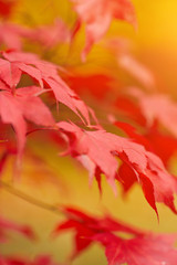 Wall Mural - Red and Orange Autumn Leaves Background