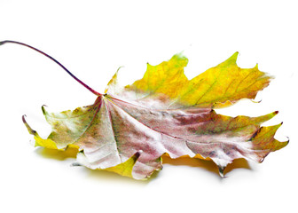 Wall Mural - bright maple leaf