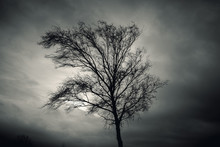 Dark Silhouette Of Bare Tree Over Dramatic Sky
