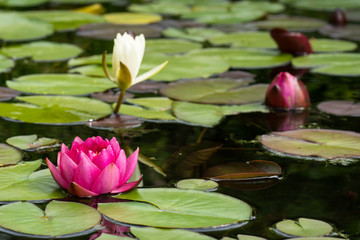 Wall Mural - Red water lily flower seen from a low angle with a white flower and a bud in the background 