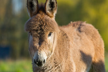 Portrait  Of A Donkey