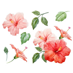 Watercolor vector tropical hibiscus flower