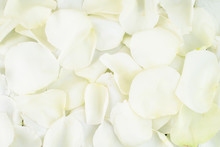 Close-up White Rose Petals, Background, Texture