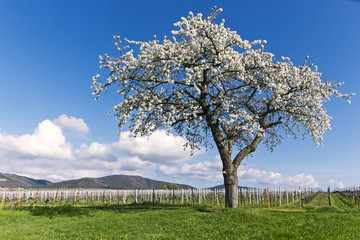 Poster - Kirschbaumblüte