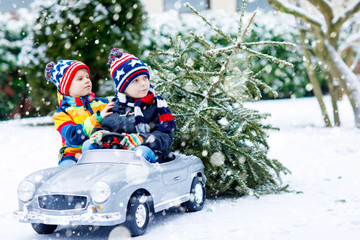 Wall Mural - Two little kid boys driving toy car with Christmas tree