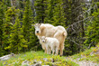 A pair of mountain goats on a trail in north-central Montana