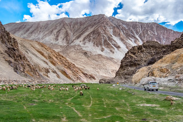 Flock of  Pashmina in  Ladakh, India. 