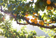 Apricots Growing On Tree